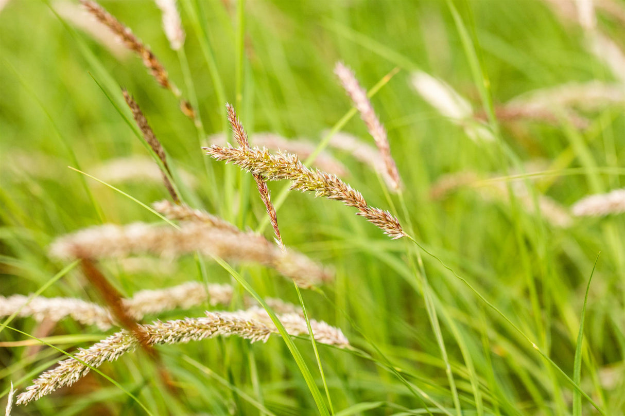 Melica ciliata mit Blüte; Einsatz: ;;ab 3,40 Euro