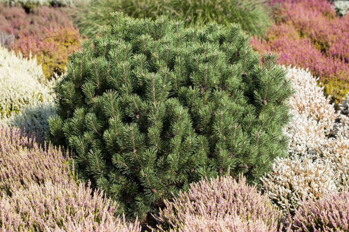 Pinus mugo 'Mops' , erhältlich von 12-15 bis 80-100 cm;;ab 28,10 Euro