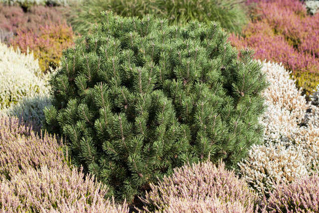 Pinus mugo 'Mops' , erhältlich von 12-15 bis 80-100 cm;;ab 28,10 Euro