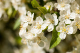 Malus toringo sargentii 'Sämling' mit Blüte, erhältlich von 60-100 bis 450-650 cm; Einsatz: ;;ab 8,65 Euro