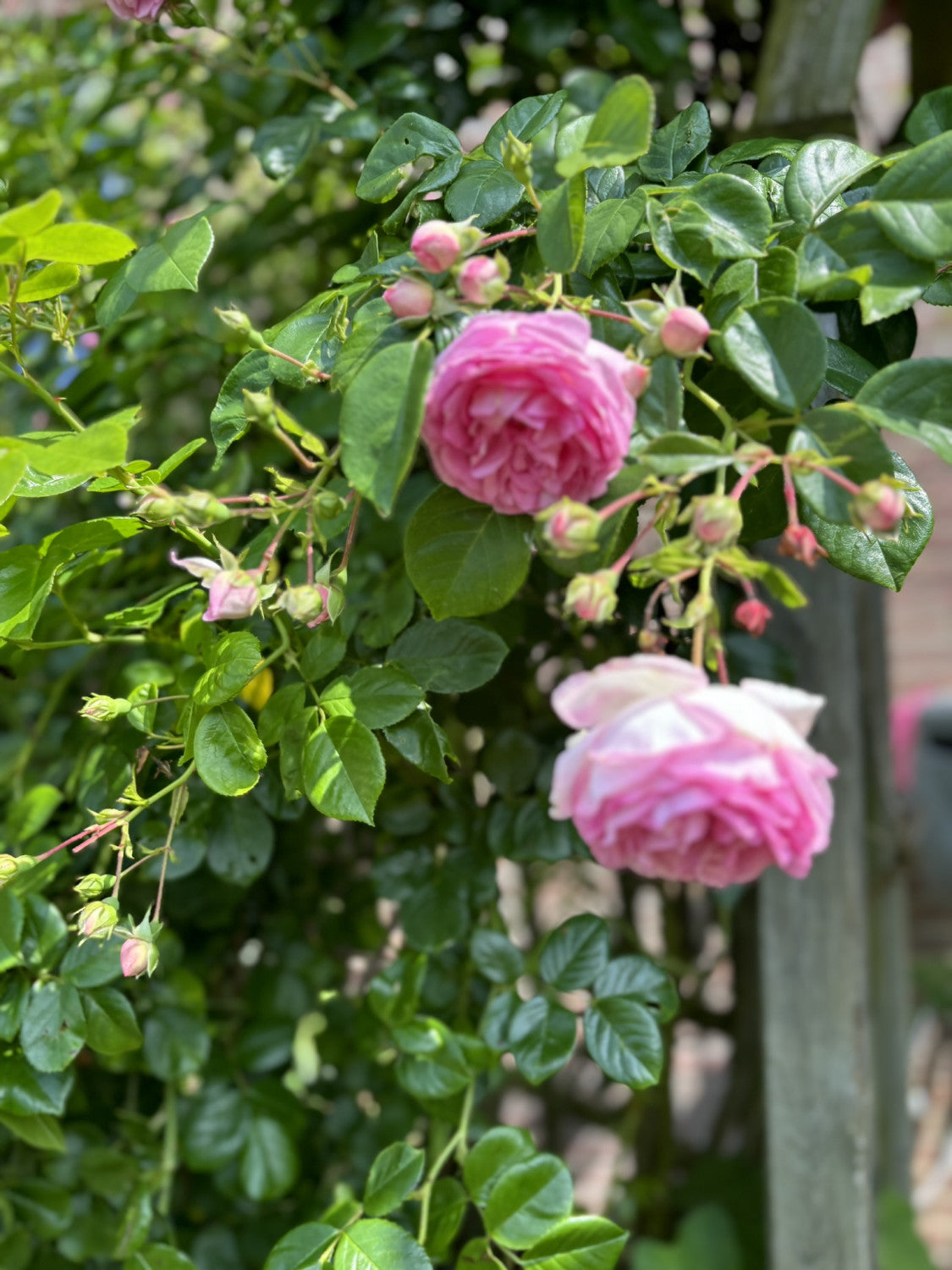 Rosa 'Jasmina' KL mit Blüte; Einsatz: ;;ab 11,80 Euro