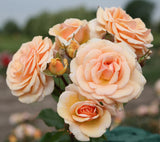 Rosa 'Sweet Honey' BT; hier mit Blüte; duftend; Einsatzmöglichkeit z.B. : Einzelstellung;;ab 13,10 Euro