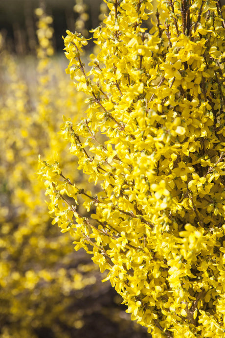 Forsythie 'Goldrausch' mit Blüte, verfügbar in 2 Größen und Varianten; Einsatz: zierstrauchwinterhart;;hier kaufen