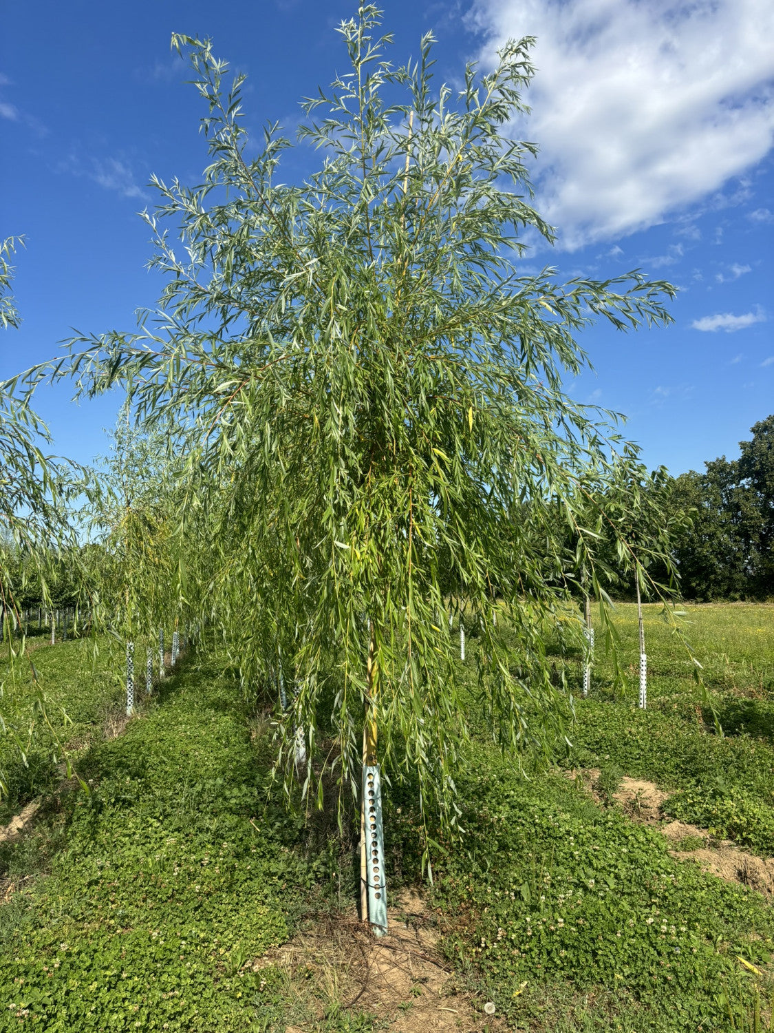 Salix alba 'Tristis' , erhältlich von 270-330 bis 450-650 cm;;ab 279,00 Euro