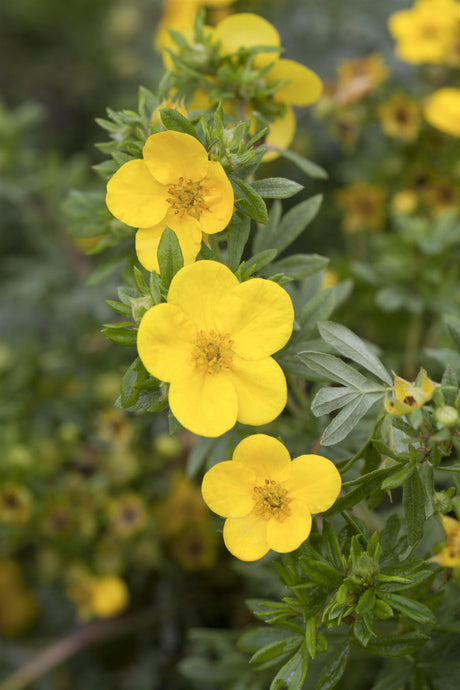 Potentilla 'Goldstar' , erhältlich von 20-30 bis 40-60 cm;;ab 4,10 Euro