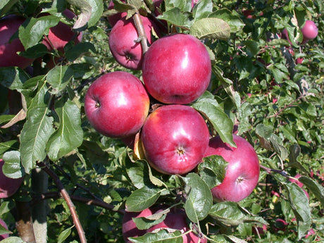 Malus 'Enterprise' mit Früchten, erhältlich von 150-200 bis 450-650 cm; Einsatz: ;;ab 42,80 Euro