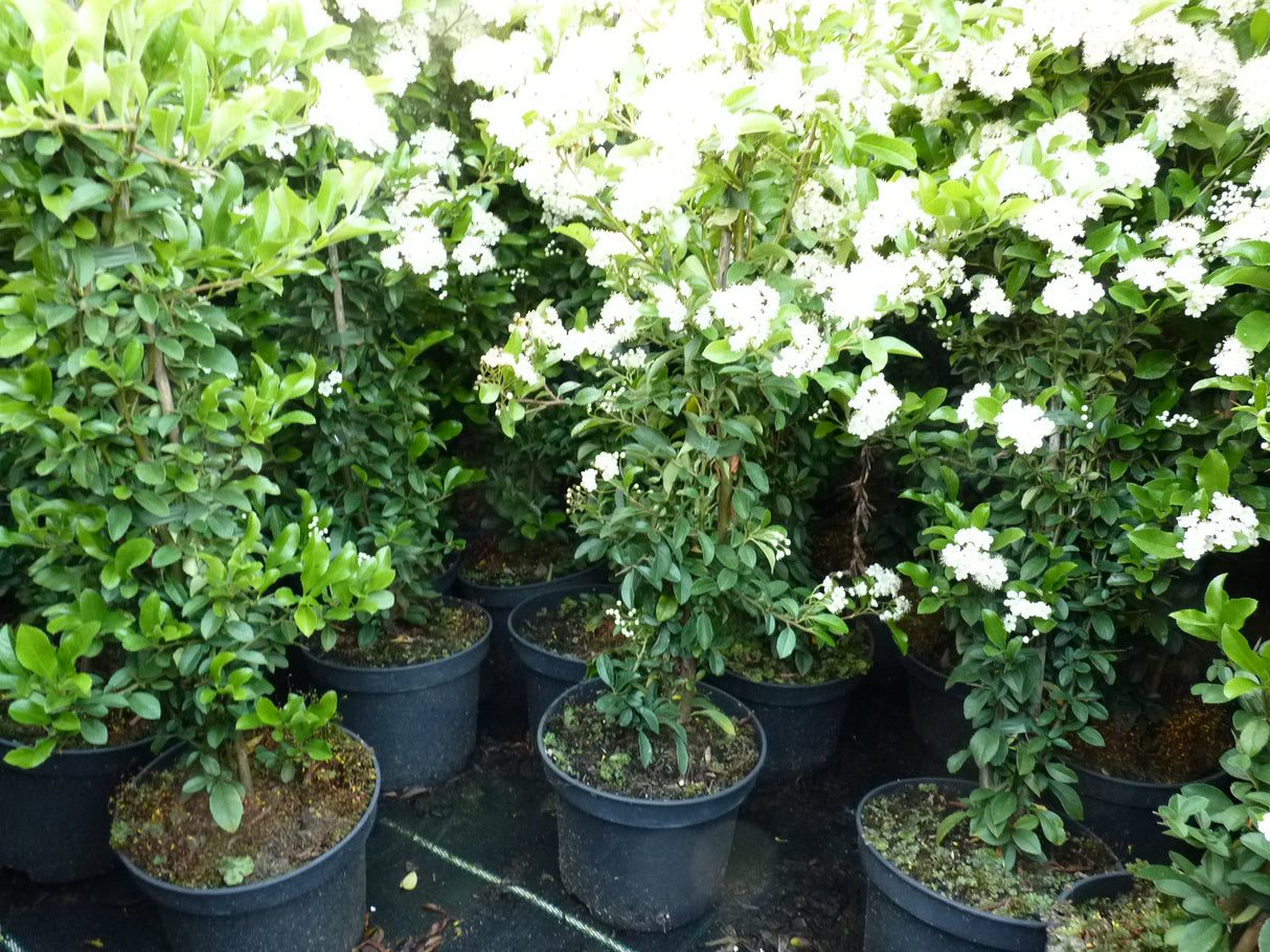 Pyracantha coccinea 'Orange Glow' als Pflanze im Beet, erhältlich als: Solitär; Einsatz: Solitärzierlich;;günstig mit Qualität