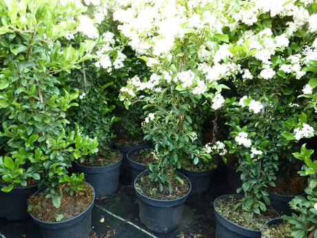 Pyracantha coccinea 'Orange Glow'; als Pflanze im Beet; bietet Vögeln Nistplatz; Einsatzmöglichkeit z.B. : Sichtschutz;;günstig mit Qualität