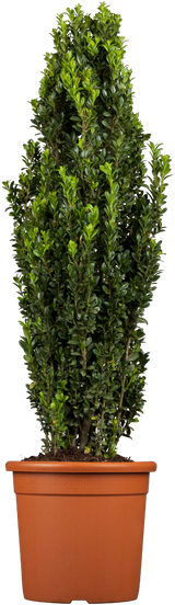 Ilex crenata 'Fastigiata'; winterhart; verfügbar in 3 Größen und Varianten;;ab 30,70 Euro