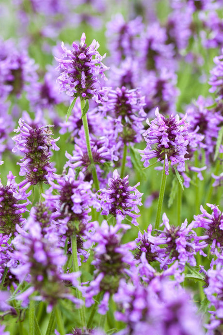 Nepeta nervosa mit Blüte; Einsatz: , ;;ab 3,12 Euro
