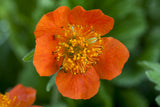 Geum x heldreichii 'Georgenberg'; hier mit Blüte; winterhart; Einsatzmöglichkeit z.B. : Steingärten;;ab 0,00 Euro