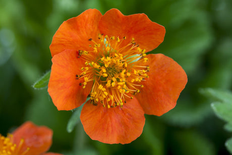 Geum x heldreichii 'Georgenberg' mit Blüte; Einsatz: ;;ab 5,30 Euro