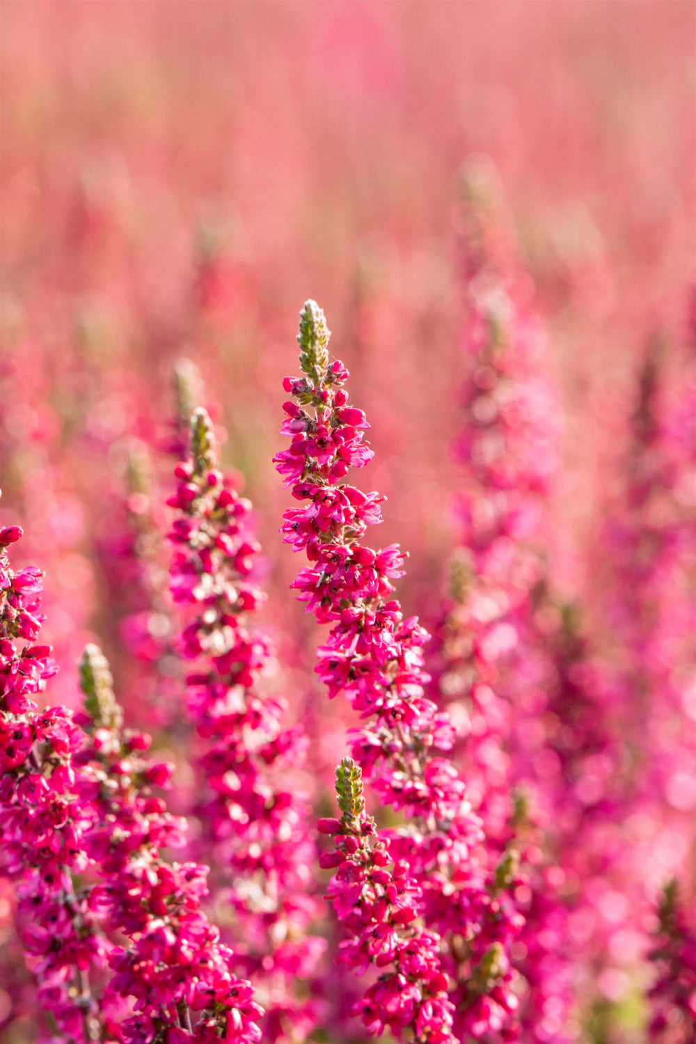 Calluna vulgaris 'Dark Beauty' (Besenheide 'Dark Beauty' -S-)
