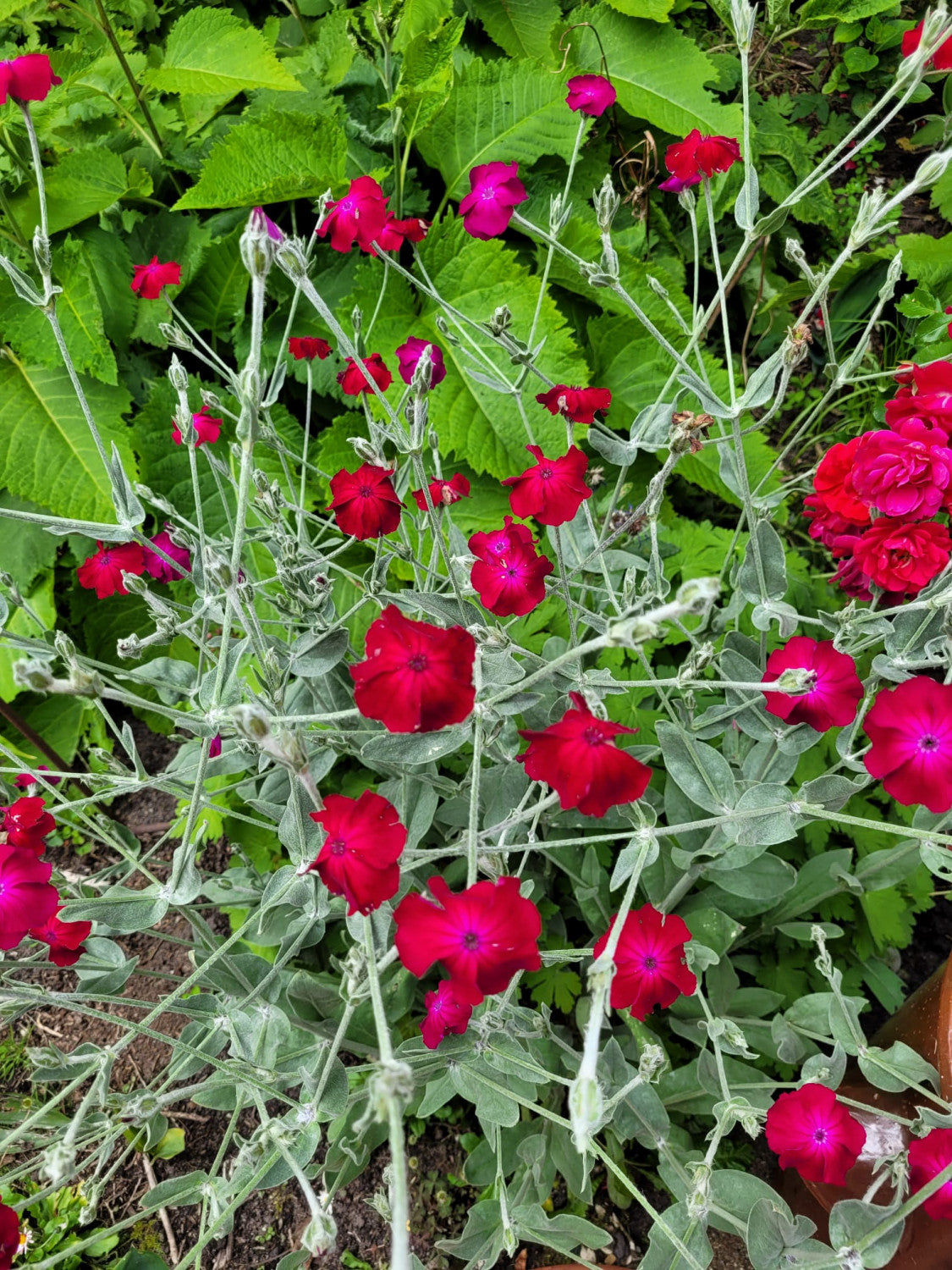 Lychnis coronaria mit Blüte; Einsatz: ;;ab 7,05 Euro
