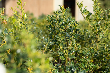 Ilex aquif. 'Alaska' , erhältlich von 40-60 bis 200-225 cm;;ab 32,90 Euro