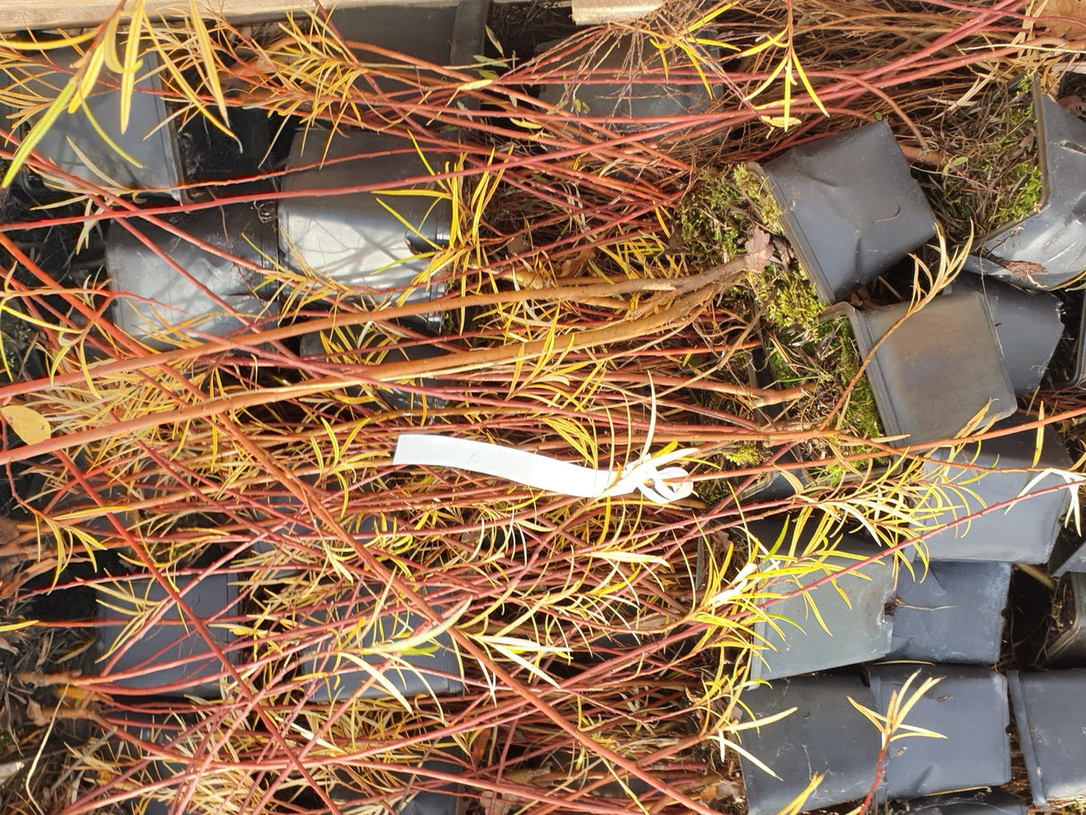 Salix rosmarinifolia 'Nana'; vorbereitet für Versand; schnellwachsend; Einsatzmöglichkeit z.B. : Zierstrauch;;günstig mit Qualität