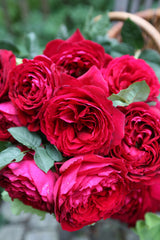 Rosa 'Gospel' TH; hier mit Blüte; duftende Blüten; Einsatzmöglichkeit z.B. : Solitär;;ab 16,25 Euro