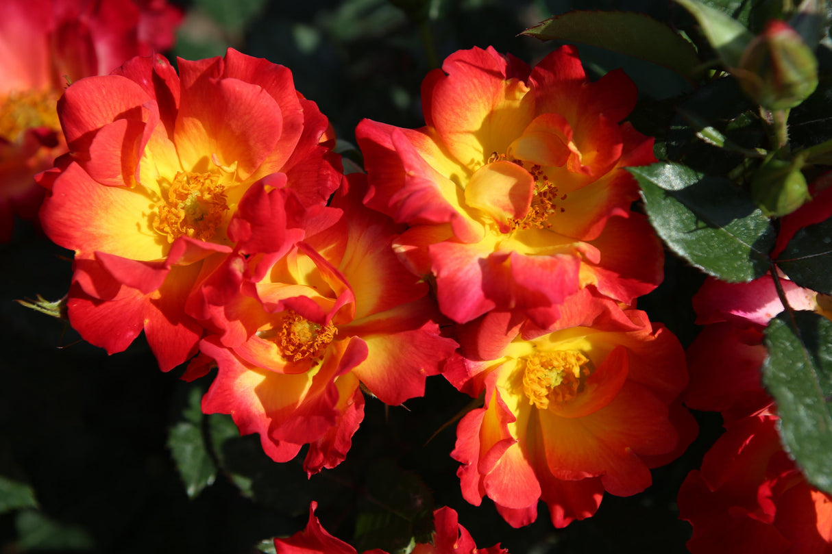 Rosa 'Summer of Love' STR mit Blüte; Einsatz: ;;ab 9,50 Euro