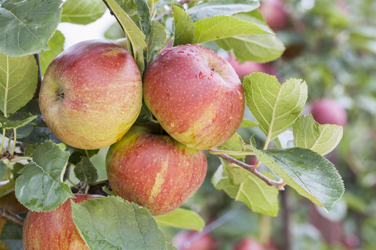 Malus 'Boskoop' mit Früchten, erhältlich von 150-200 bis 450-650 cm; Einsatz: ;;ab 34,60 Euro