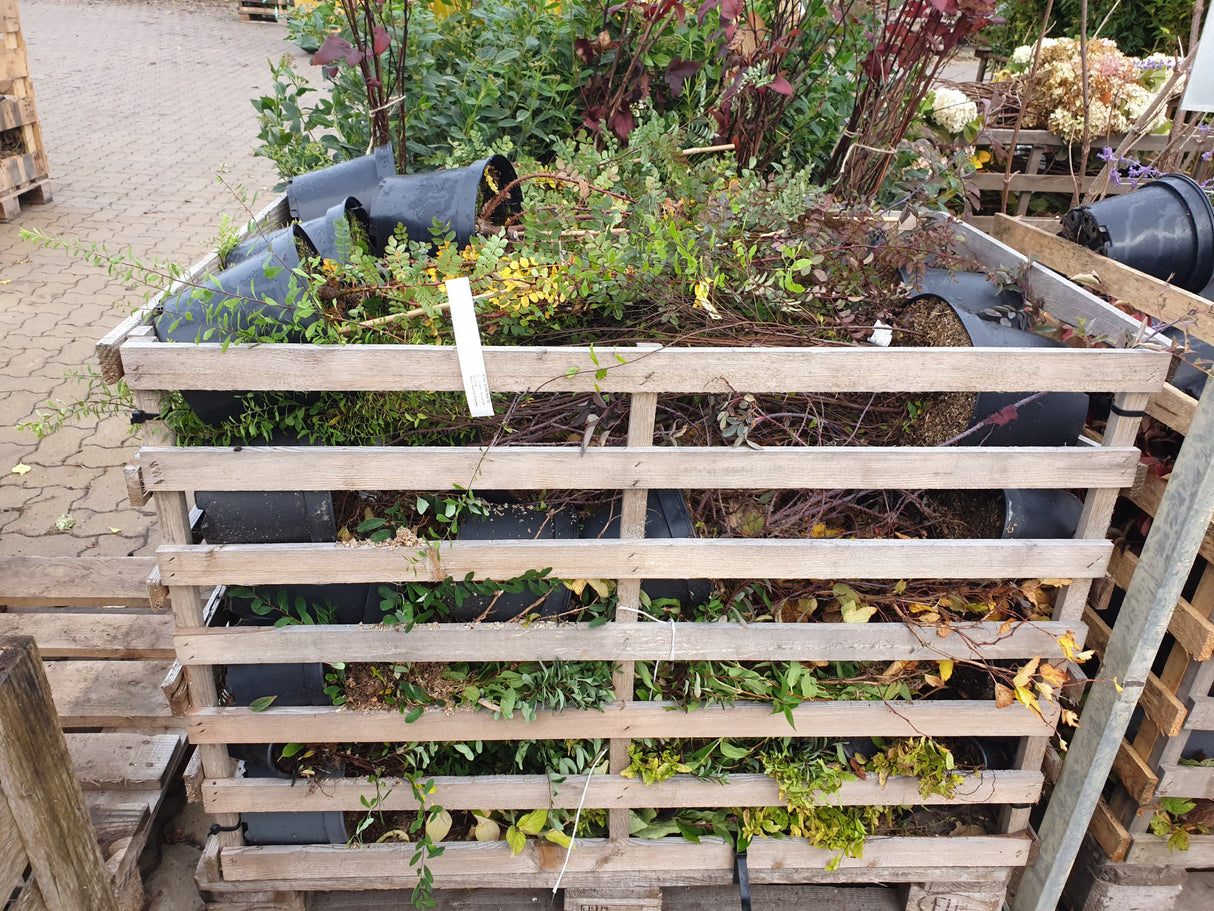 Rosa hugonis STR; vorbereitet für Versand; reichblühend; Einsatzmöglichkeit z.B. : Parks; verfügbar in 2 Größen und Varianten;;ab 13,10 Euro