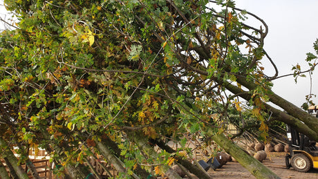 Oak; vorbereitet für Versand; ökologisch wertvoll; Einsatzmöglichkeit z.B. : Park-;;günstig mit Qualität