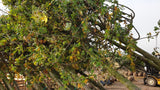 Oak Versand, erhältlich als: Sämling, gestochen, Sämling; Einsatz: Allein-/Gruppenstellung, langlebig;;günstig mit Qualität