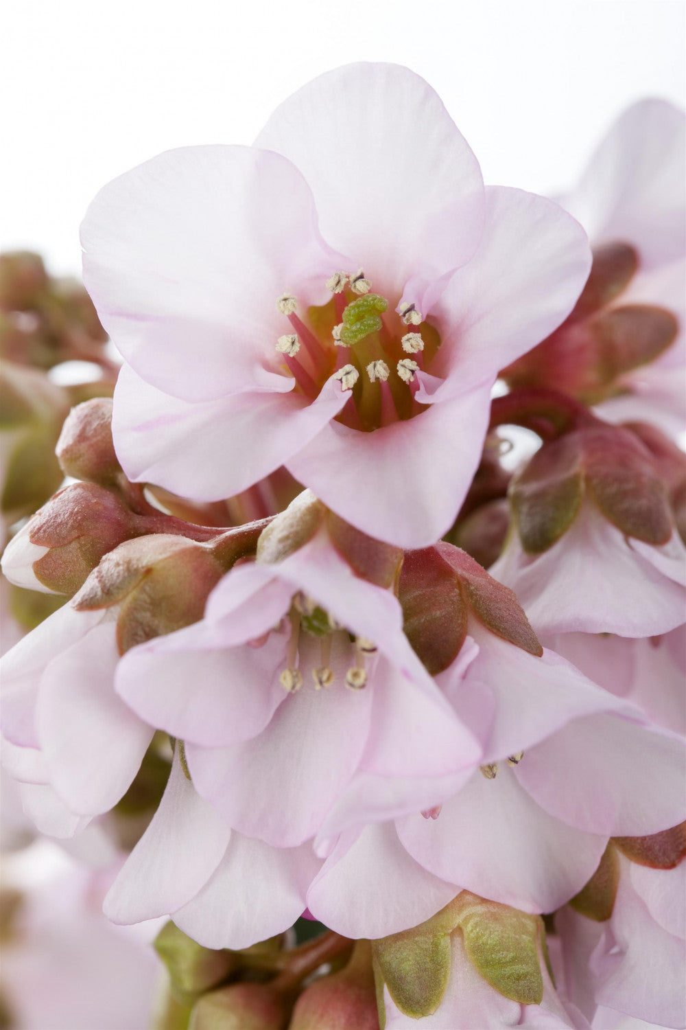 Bergenia ciliata mit Blüte; Einsatz: ;;ab 8,40 Euro