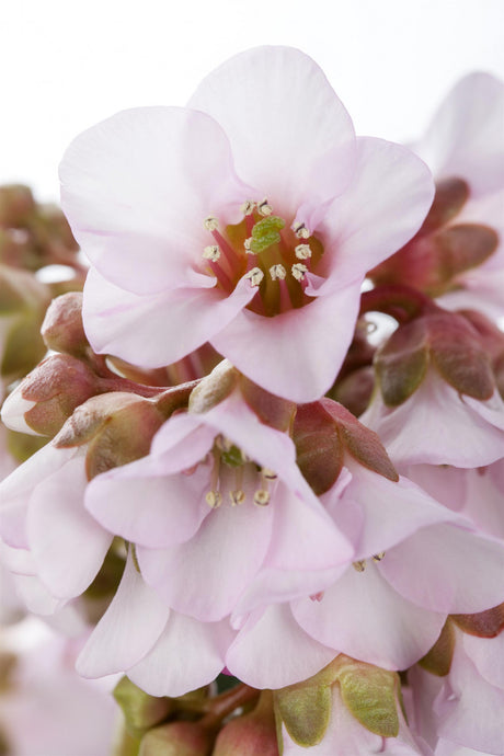 Bergenia ciliata mit Blüte; Einsatz: ;;ab 8,40 Euro