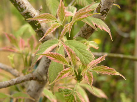 Fächerahorn 'Flamingo'; hier mit Belaubung; buntlaubig; Einsatzmöglichkeit z.B. : Solitärpflanze;;mit zeitnaher Lieferung