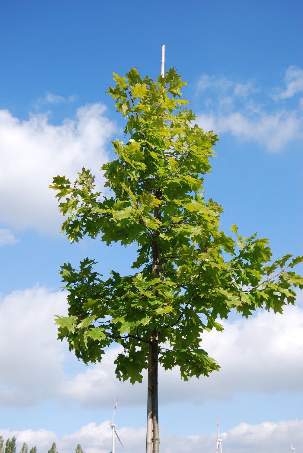 Quercus robur VkG 1 in Einzelansicht, erhältlich von 50-80 bis 450-650 cm; Einsatz: ;;ab 2,01 Euro