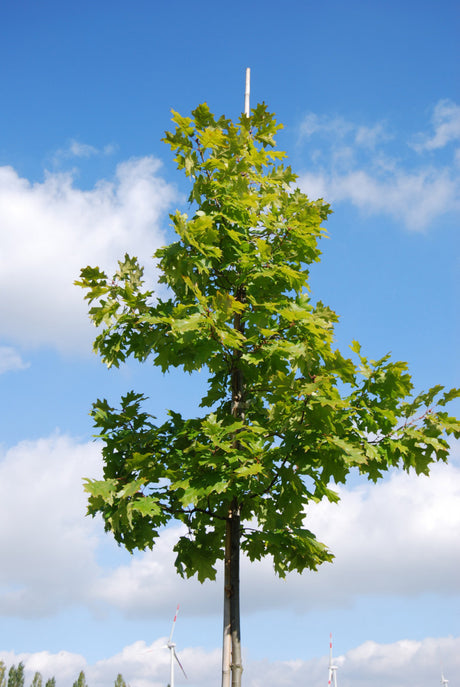 Quercus robur HkG 81701; in Einzelansicht; natürlich; Einsatzmöglichkeit z.B. : freie Landschaft;;ab 1,54 Euro