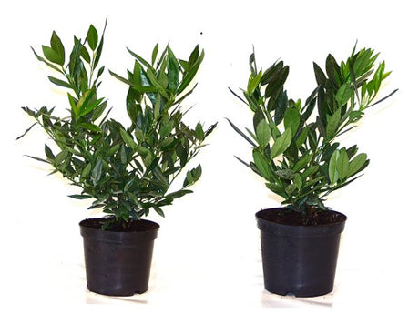 Prunus laurocerasus 'Otto Luyken'; hier im Topf; immergrün; Einsatzmöglichkeit z.B. : Kübelpflanze;;ab 14,55 Euro