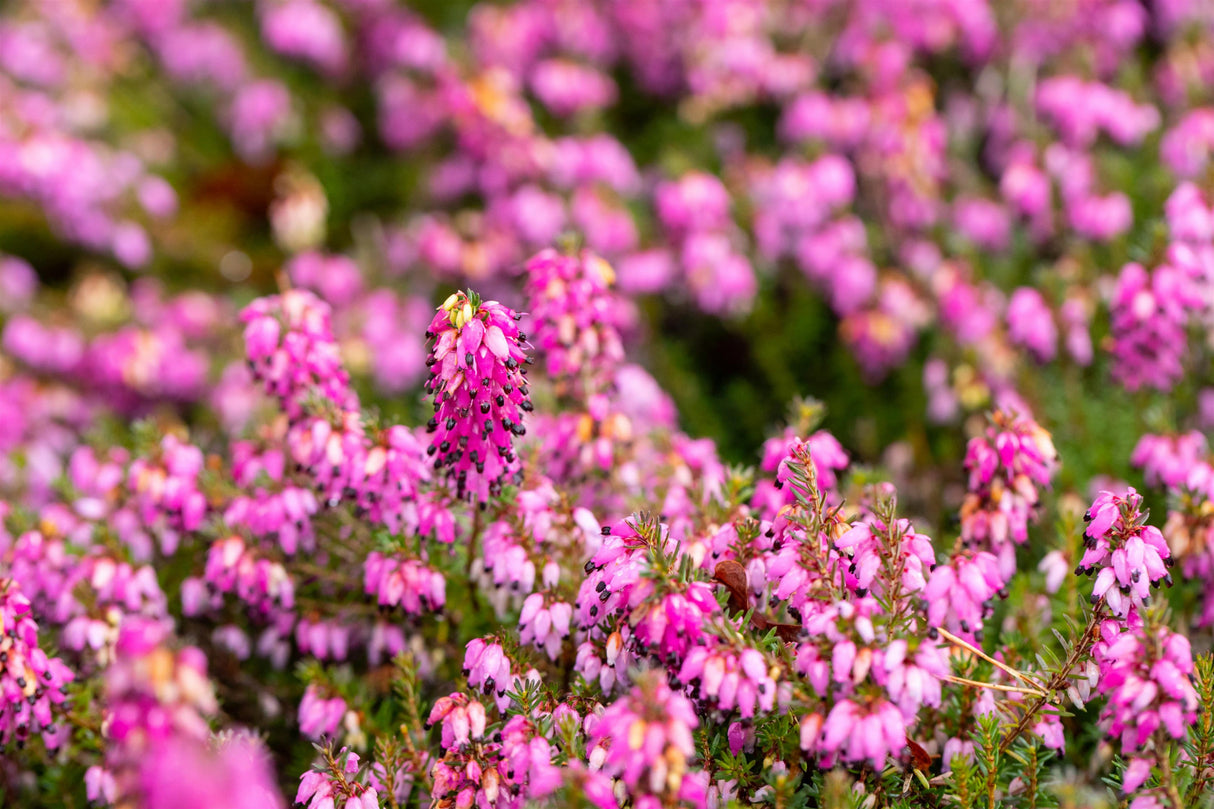 Erica carnea 'Lohses Rubin' mit Blüte, erhältlich von 10-15 bis 10-15 cm; Einsatz: ;;ab 3,30 Euro