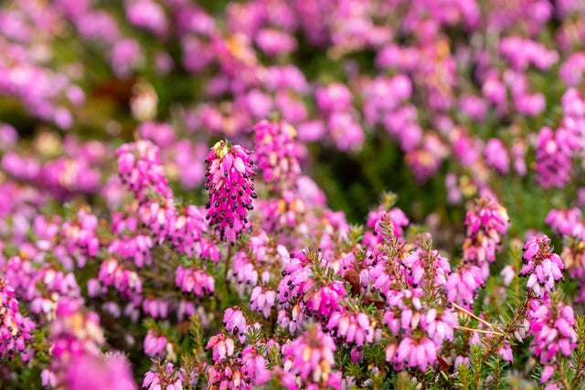 Erica carnea 'Lohses Rubin' mit Blüte, erhältlich von 10-15 bis 10-15 cm; Einsatz: ;;ab 3,30 Euro