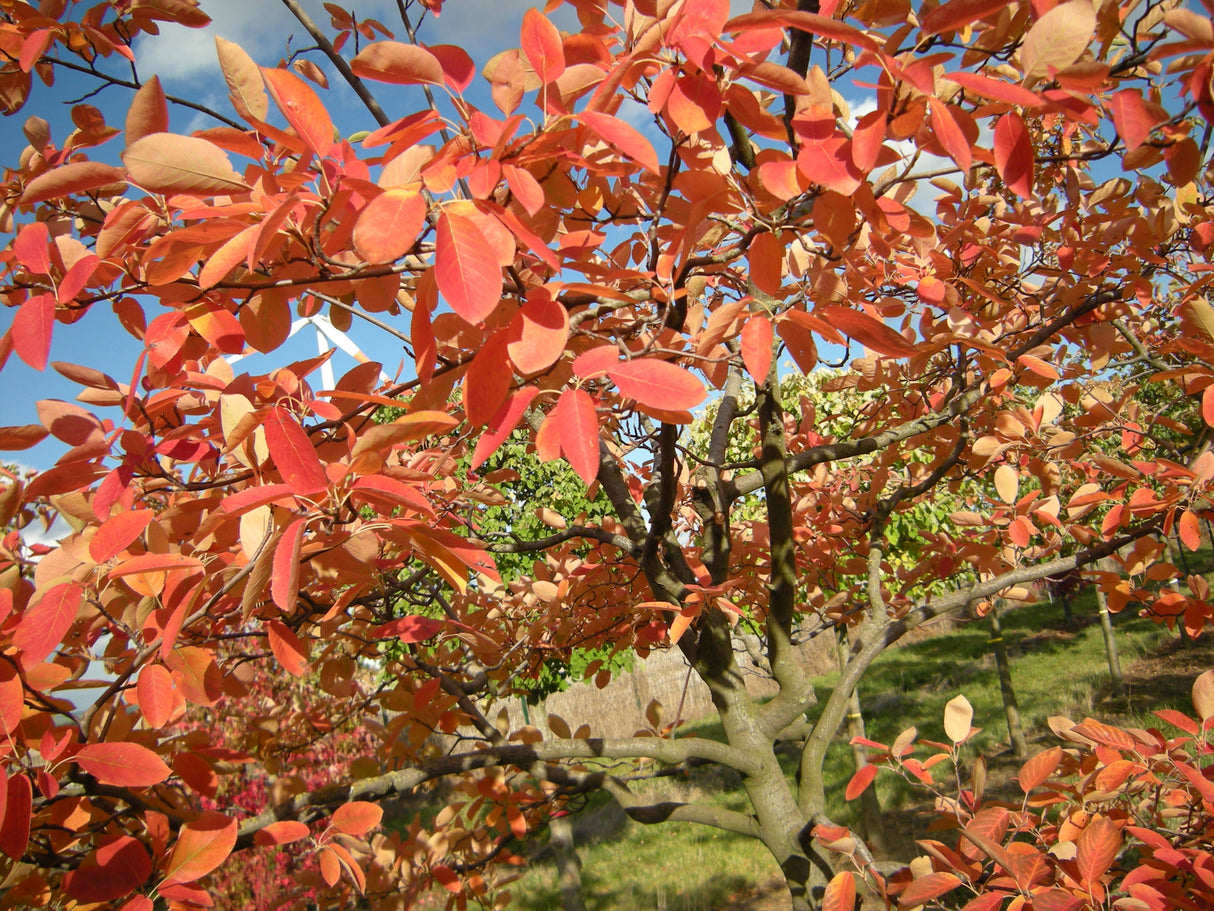 Amelanchier lamarckii mit Herbstlaub; Einsatz: ;;ab 4,75 Euro