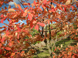 Amelanchier lamarckii mit Herbstlaub; Einsatz: ;;ab 4,75 Euro