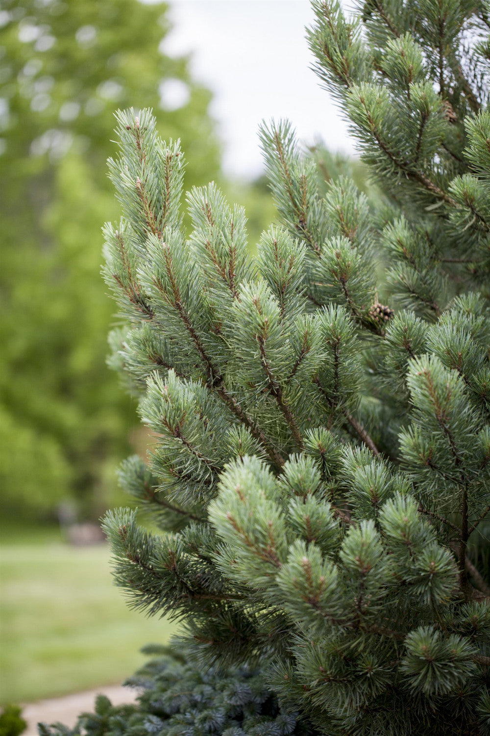 Pinus sylvestris 'Watereri' , erhältlich von 15-20 bis 125-150 cm;;ab 25,90 Euro