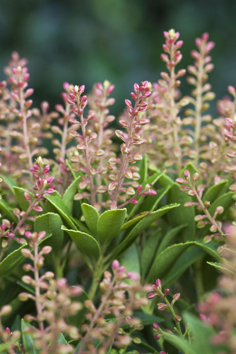 Pieris japonica 'Purity' mit Blüte, erhältlich von 20-25 bis 60-80 cm; Einsatz: ;;ab 17,40 Euro