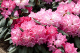 Rhododendron yak. 'Anuschka' mit Blüte, erhältlich von 40-50 bis 40-50 cm; Einsatz: ;;ab 58,00 Euro
