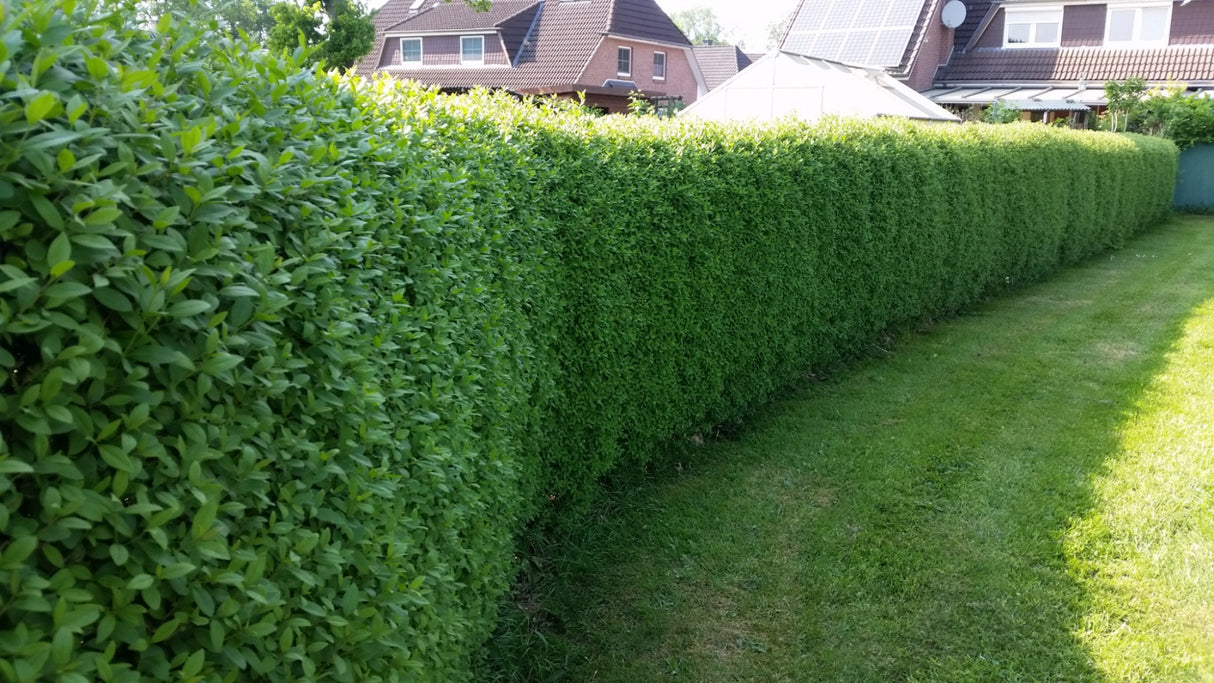 Gewöhnlicher Liguster als Hecke, erhältlich als: Solitär, leichte Sträucher, verschulte Sträucheranspruchslos;;günstig mit Qualität