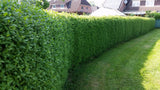Gewöhnlicher Liguster als Hecke, erhältlich als: Solitär, leichte Sträucher, verschulte Sträucheranspruchslos;;günstig mit Qualität