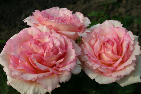 Rosa 'Souvenir de Baden-Baden' TH mit Blüte; Einsatz: ;;ab 10,90 Euro