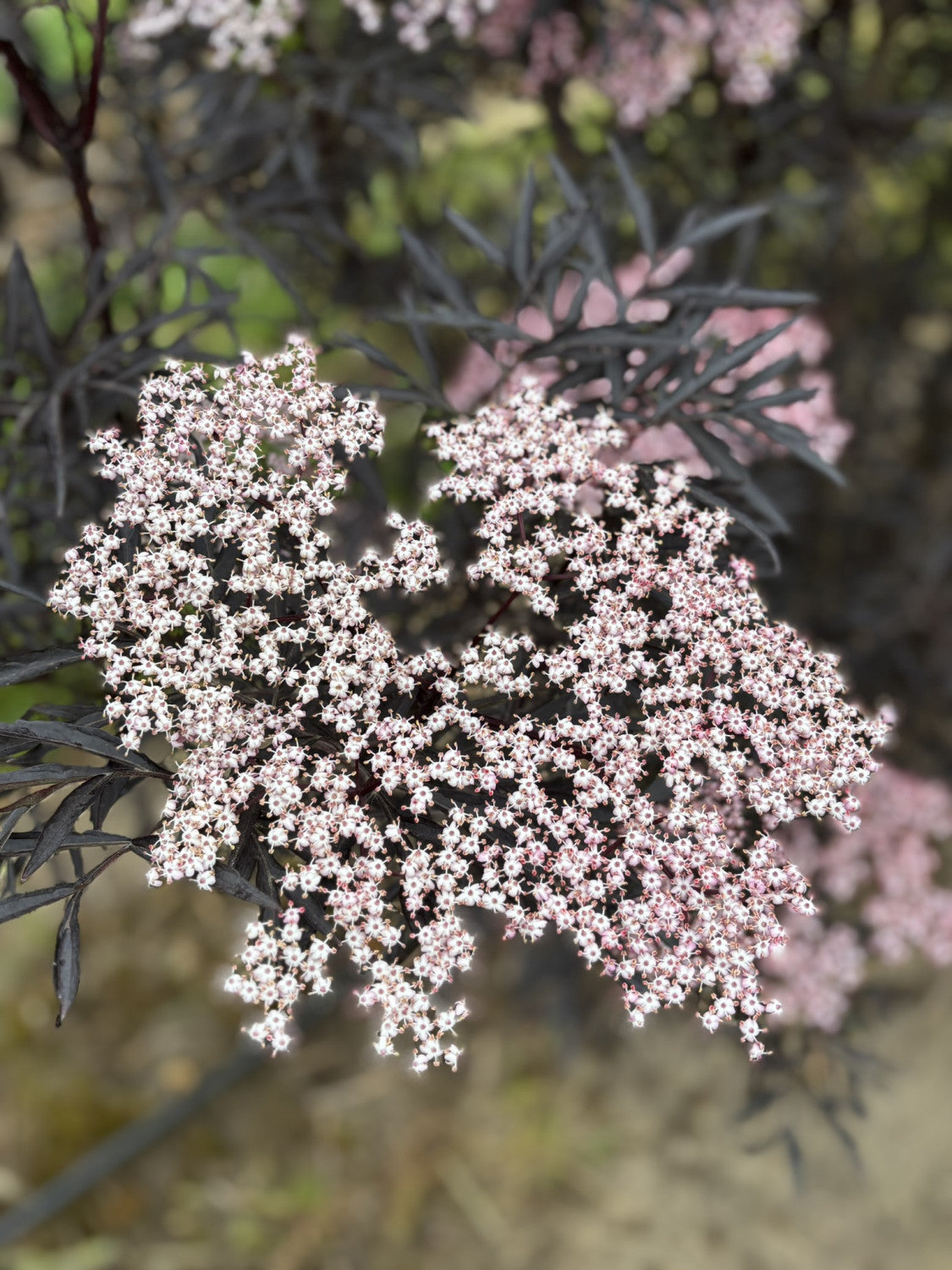 Sambucus Nigra 'Black Beauty' mit Blüte, erhältlich als: Solitär; Einsatz: Solitärgehölz, auffällige Blüten;;günstig mit Qualität
