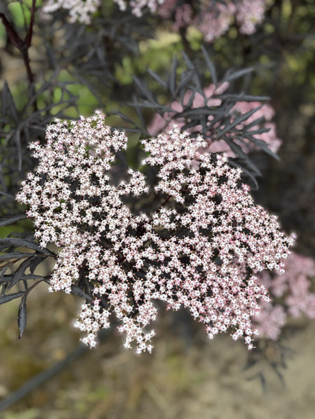 Sambucus Nigra 'Black Beauty'; hier mit Blüte; essbare Beeren; Einsatzmöglichkeit z.B. : Blütenhecke;;günstig mit Qualität