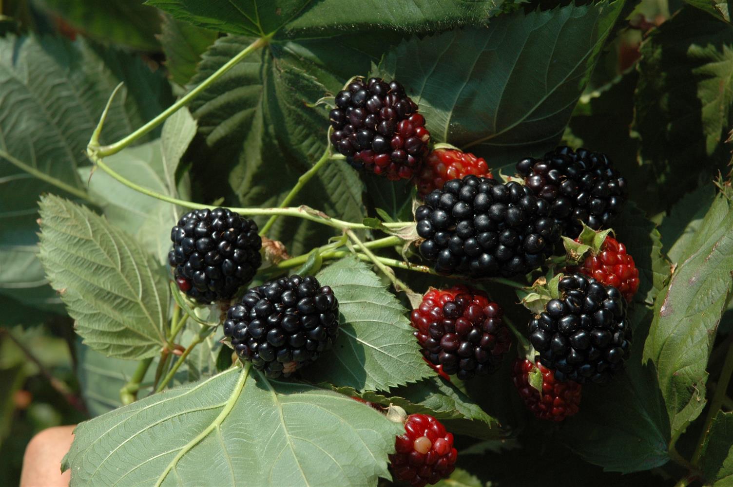 Rubus id. 'Black Jewel' (Himbeere 'Black Jewel')
