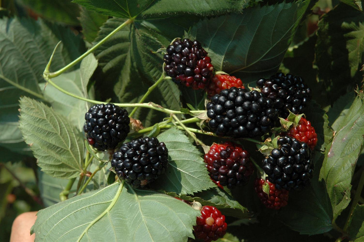 Rubus id. 'Black Jewel' mit Früchten; Einsatz: ;;ab 16,40 Euro