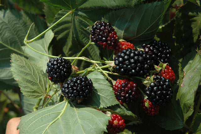 Rubus id. 'Black Jewel' mit Früchten; Einsatz: ;;ab 16,40 Euro