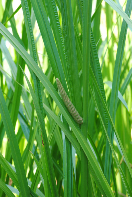 Acorus calamus , ;;ab 3,92 Euro