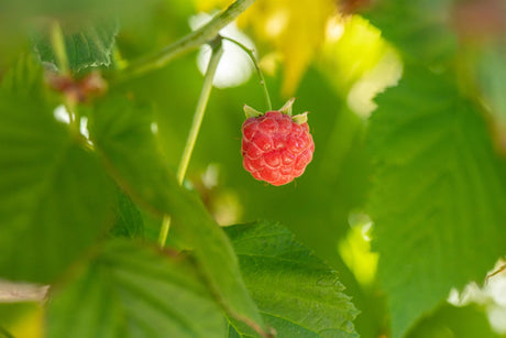 Rubus id. 'TulaMagic' mit Belaubung; Einsatz: , ;;ab 12,75 Euro