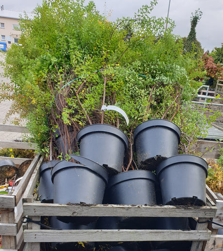 Spiraea x arguta; vorbereitet für Versand; dekorative Blüten; Einsatzmöglichkeit z.B. : Bienenweide;;mit zeitnaher Lieferung